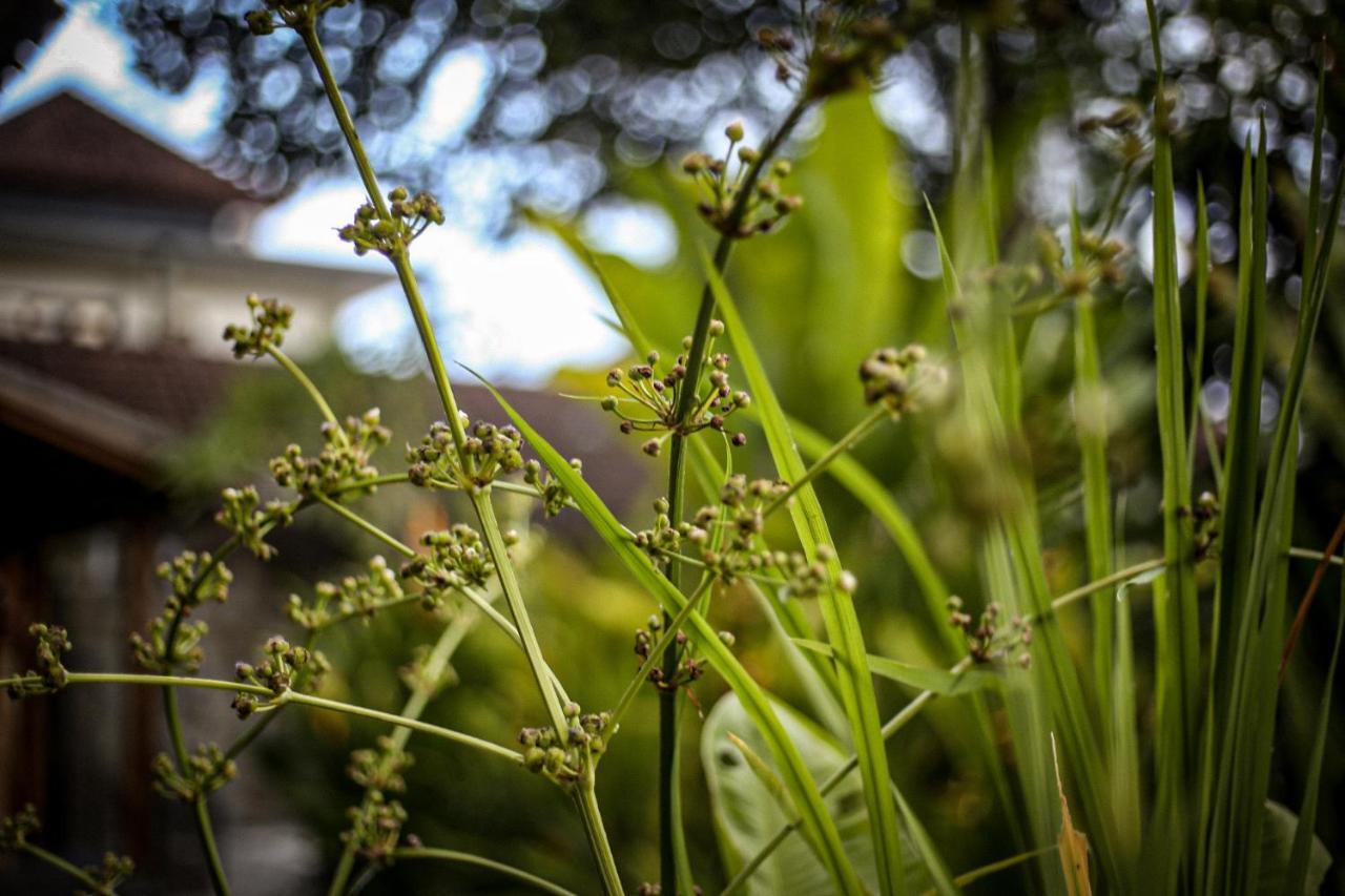 Angsoka Bungalow Ubud Eksteriør bilde